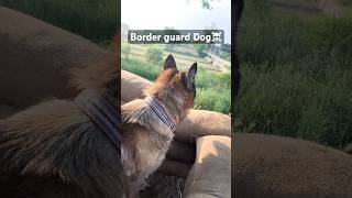 Military Dog rescue☠️🐕#germanshepherd#gsds#teamindia#dog#militaryeverything#labrador#shorts