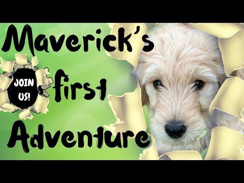 Maverick’s First Adventure. #goldendoodle