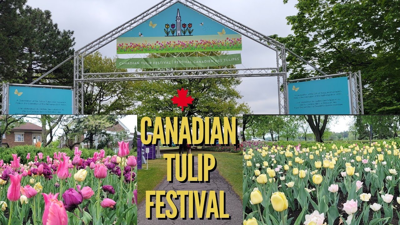 The Canadian Tulip Festival 2022 tulips Ottawa ontario canada YouTube