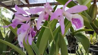 Bct. Haleahi Profusion = (Bsn. Maikai x C. maxima) Cattleya Orchid