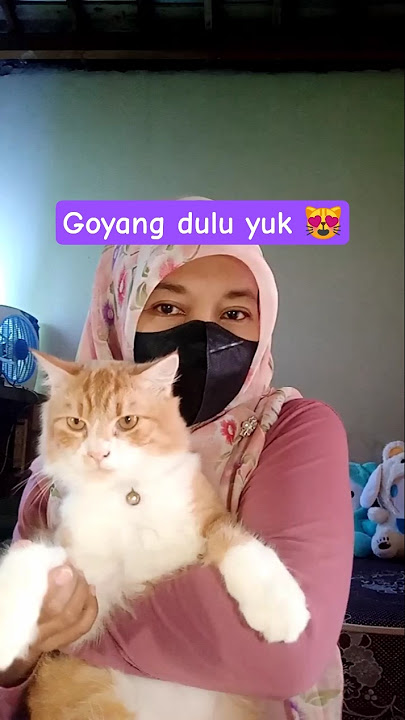 goyang dulu yuk 😻 #laguviral #dance #kucing #cat #fypシ #trendingvideo #viralshort #hiburan #funny