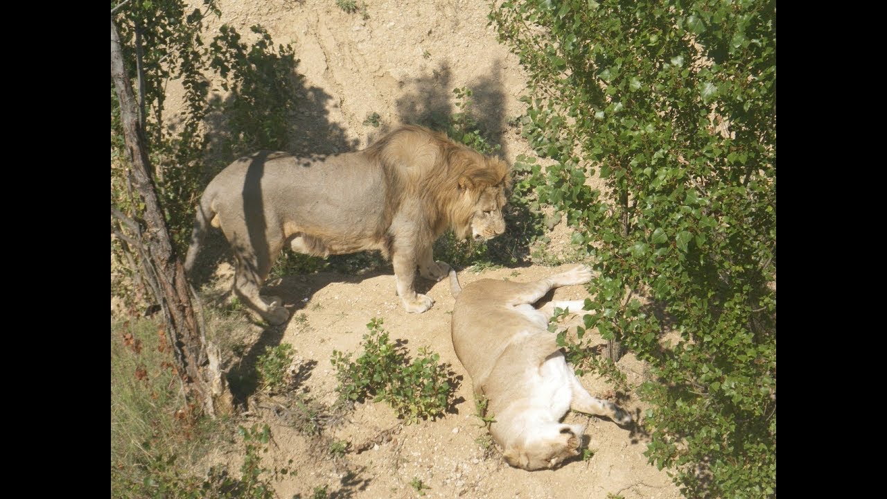 степа тайган видео. парк львов тайган. степа тайган видео. степа тайган видео. парк львов тайган саванна.