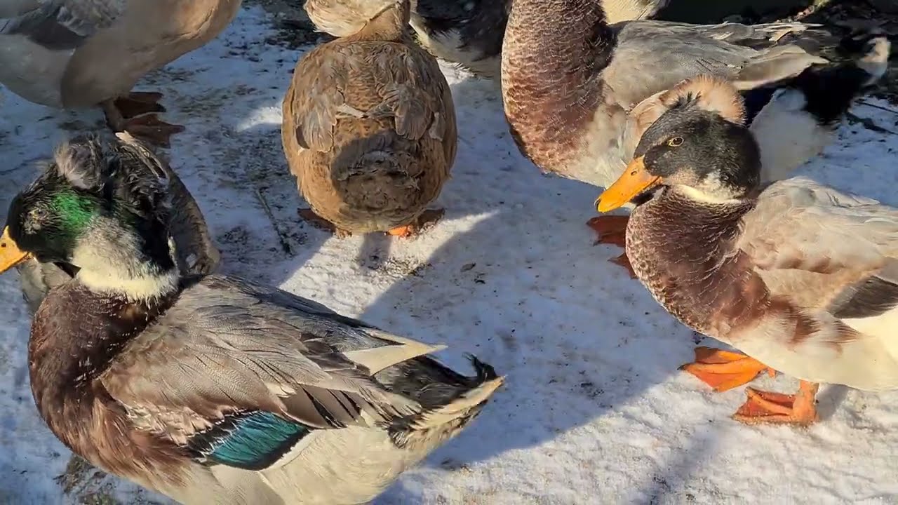 Viața la țară - Cum sunt păsările exoticele la -10 grade⁉️ + oua surpriză la Australiana cu Moț😲