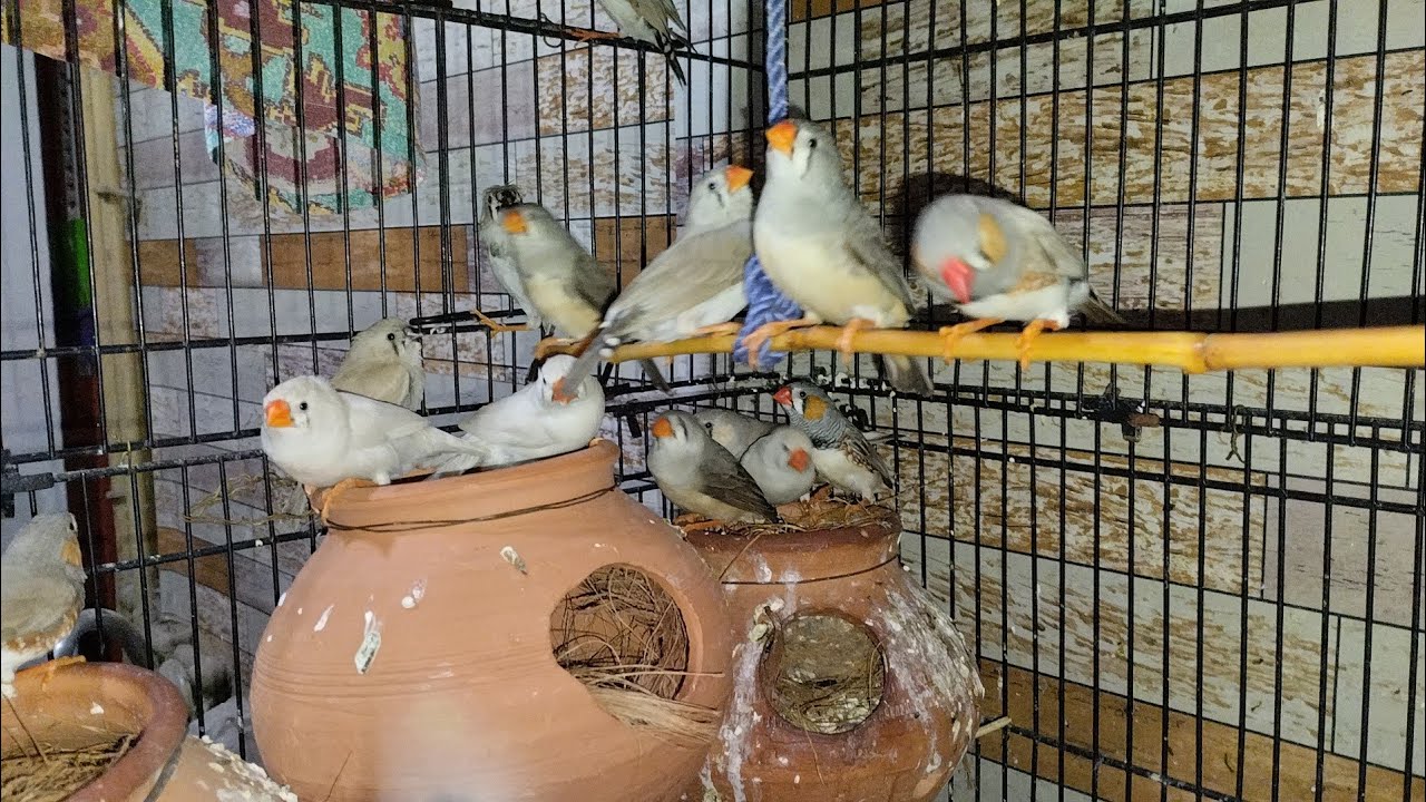 Zebra finch breeding tips zebra finches complete infozebra finches