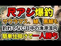 尺アジ、良型アジ爆釣、サクラマス、鯖、黒鯛も釣れる、誰も釣れてない日中の漁港湾内、この簡単仕掛けで一人勝ち（釣り初心者の方にもお勧め）
