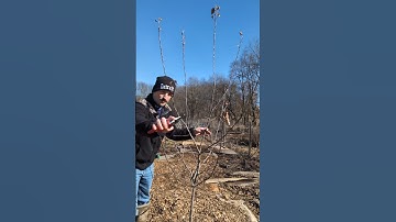 How to Prune Apple Trees #pruning #apple
