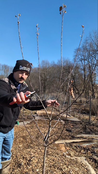 How to Prune Apple Trees #pruning #apple