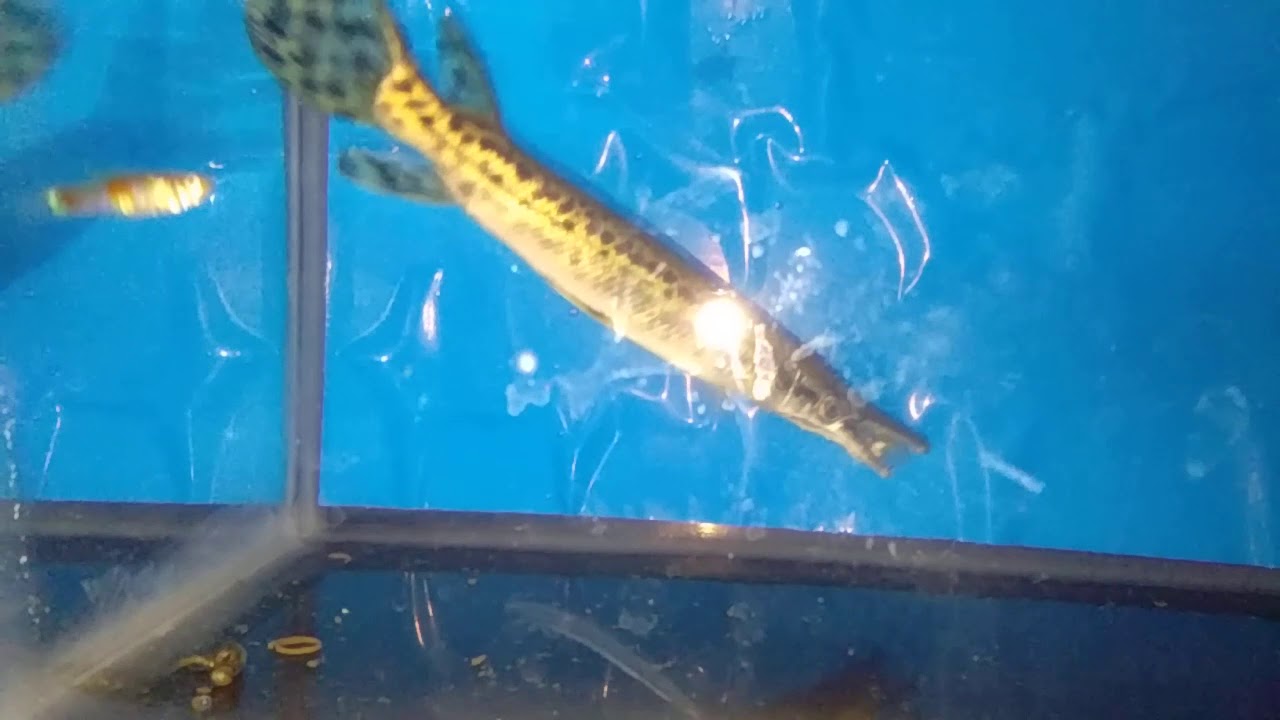 Cara makan ikan aligator atau ikan buaya