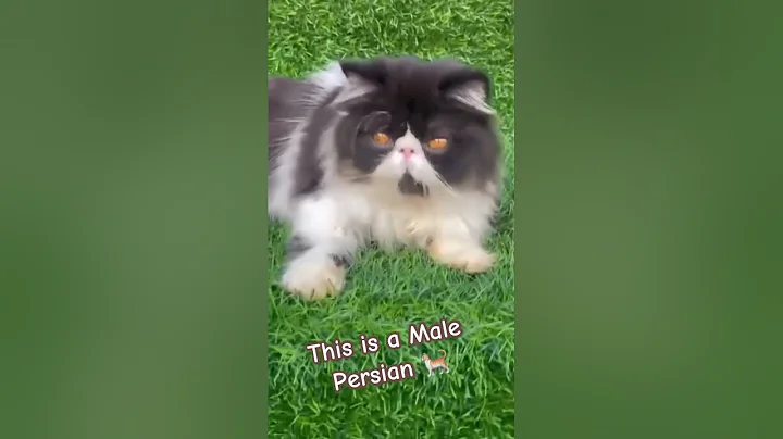 Video 10760711: persiancat persians, persiancat cats catlover, persiancat pets catlover