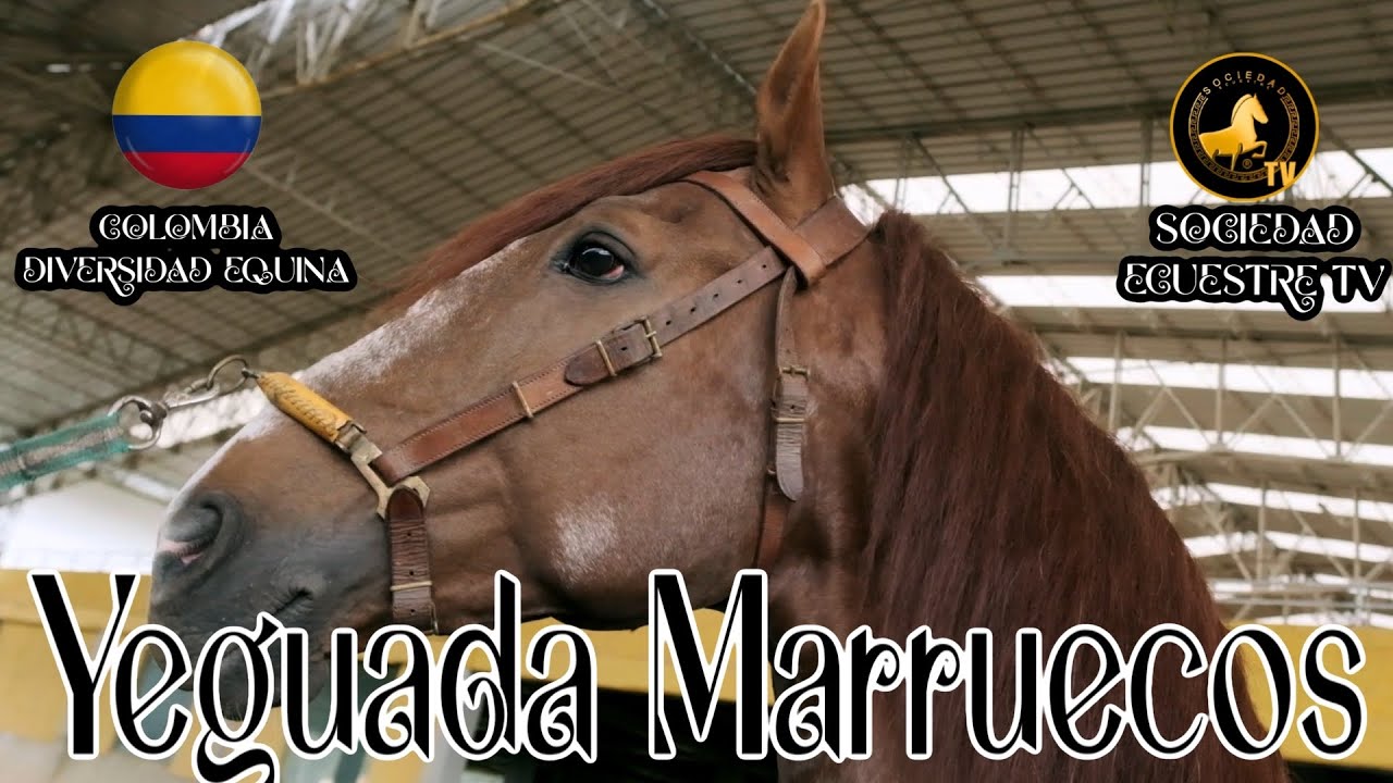 Yeguada Marruecos criadero de caballos lusitanos  - Sociedad Ecuestre Colombia, con Olga Durán
