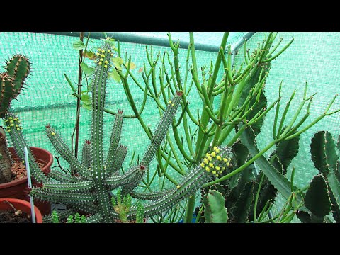 Video: Euphorbia Sungazer