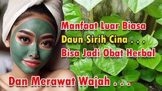 Manfaat Luar Biasa Daun Sirih Cina, Bisa untuk Kecantikan #obatherbal #daunsirih #kecantikan