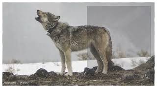 Brief Overview of the Cry Wolf Bioacoustics Project