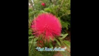 CUT RANI AULIZA-MENGAPA MASIH DISINI//LIRIK LAGU