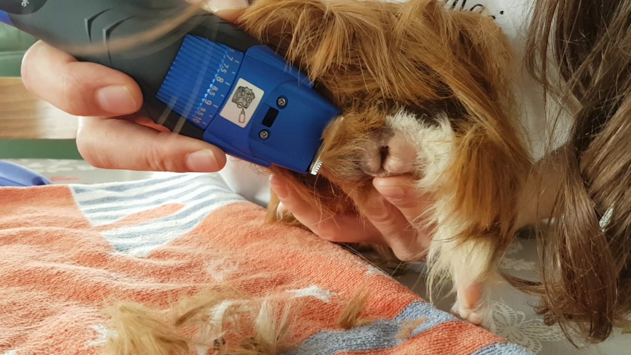 Tuto toilettage cochon d'inde, comment tondre le cucul, hygiène mâle, les chons de Malo.