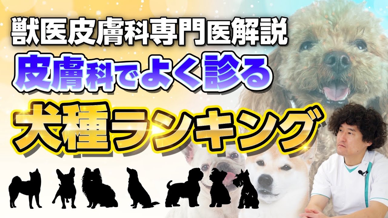 【 皮膚科でよく診る犬種ランキング 】愛犬がランクインしているかも？！