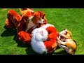 Cute Puppy Vs Real Life Stuffed Animal : Funny Dogs Louie &amp; Puppy Marie