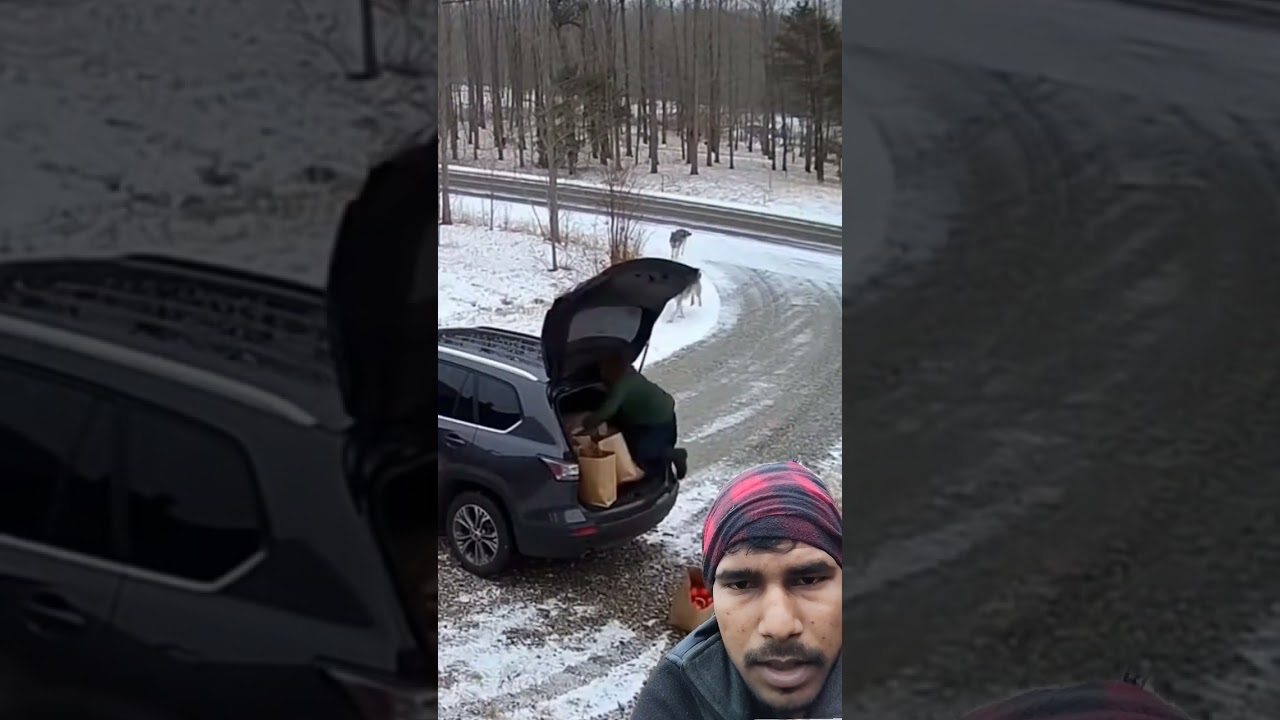 Security Cam: Pack of Wolves Swarms Car as Driver Hides in Trunk - Terrifying Close Call 10
