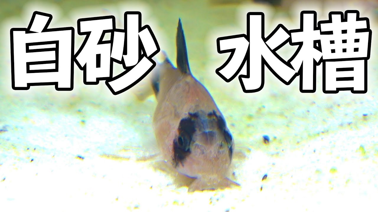 ついにコリドラス水槽が立ち上がったのでお魚を導入します アクアリウム Youtube