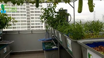 Video toàn cảnh giàn Rau Xanh Cá Sạch Aquaponics