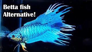 Paradise Fish: Betta Fish Alternative For Your Aquarium