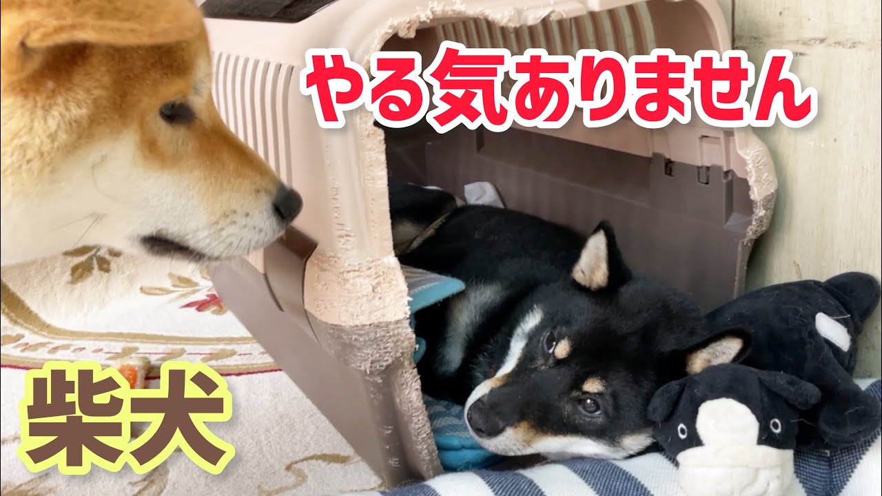 柴犬女子あるあるのやる気事情 りんごとみかんの場合 Youtube