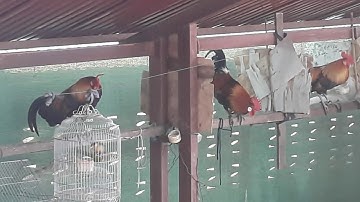 qaib dib qaib qus qua zoo cuab tuaj zoo heev..54502004.