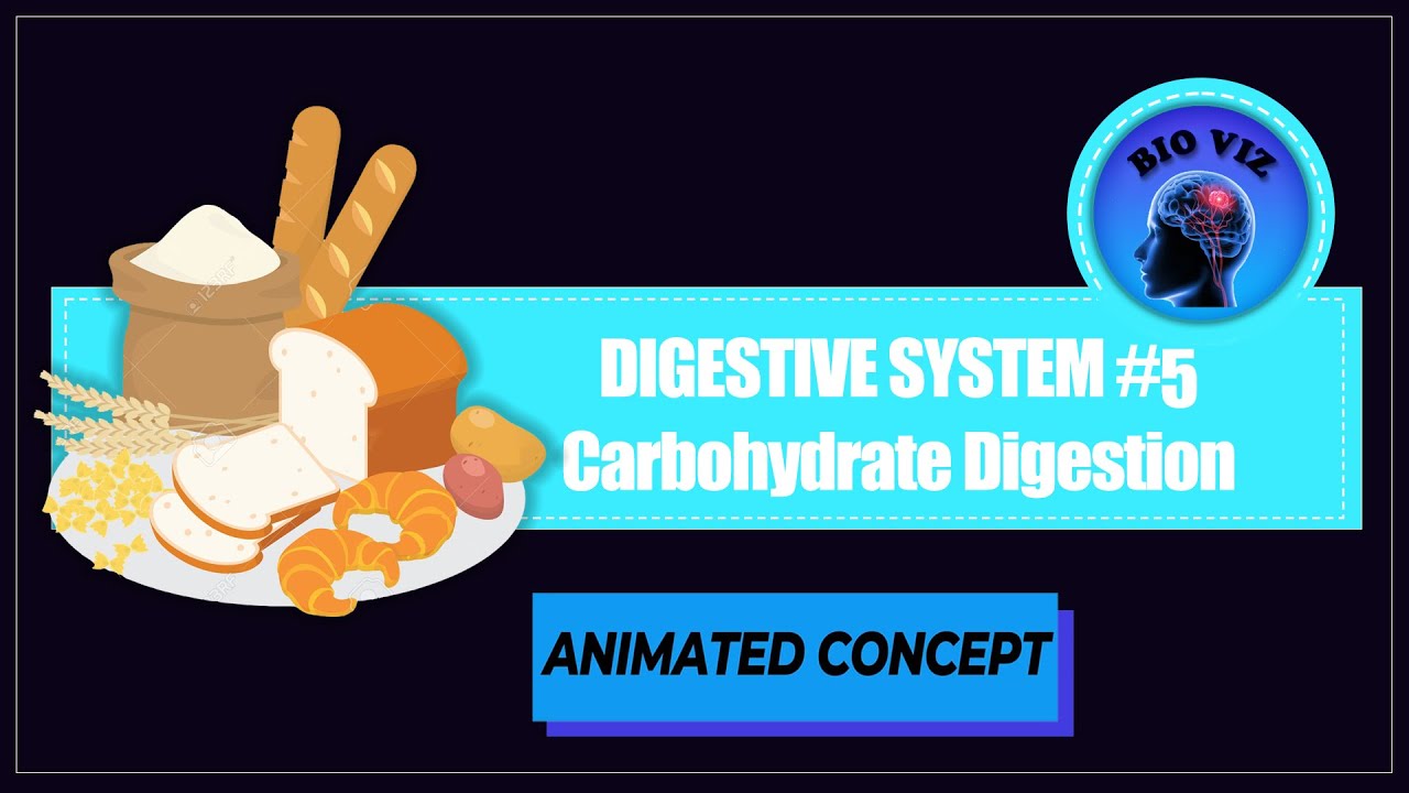 Carbohydrate Digestion (Animated Concept) Digestive System 5 Class