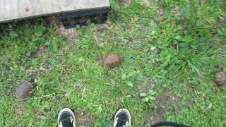 Feeding the Box Turtles some Blueberries Eastern Box Turtles Eating Blueberries