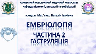 Ембріологія людини 2. Гаструляція, диференціювання зародкових листків