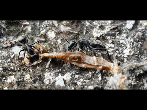 Mravi se spremaju za zimu