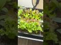 Do THIS To Grow Healthier Seedlings Seedstarting Seedlings Do THIS To Grow Healthier Seedlings Seedstarting Seedlings