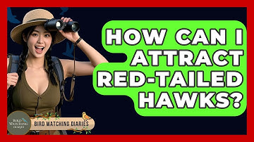 How Can I Attract Red-tailed Hawks? - Bird Watching Diaries