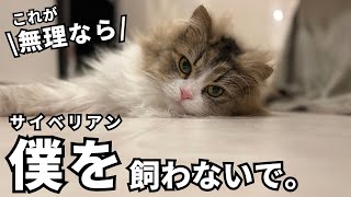 サイベリアンを3年間飼ってみて分かったサイベリアンを飼うのに向いていない人の特徴9選