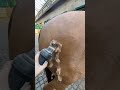Satisfying Horse Hair Cutting