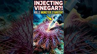 The Starfish That's Destroying the Ocean 🌊