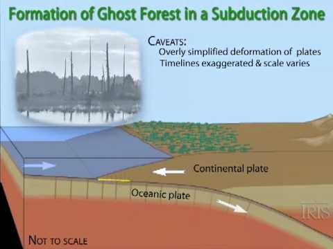 Ghost Forests of the Pacific N.W.—Evidence for Cascadia&rsquo;s Past Earthquakes ("orphan tsunami")
