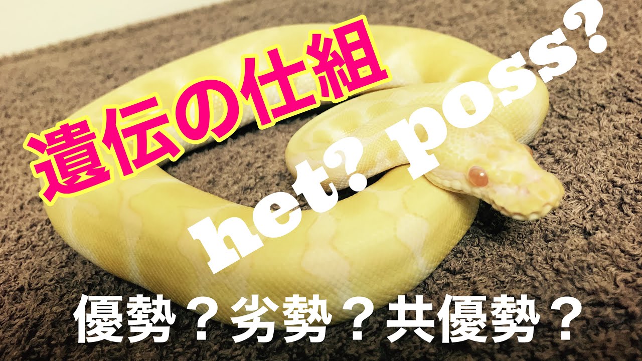 #18 遺伝の仕組を図解　ボールパイソン　BallPython 爬虫類
