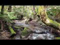 The headwaters  from toolangi and yea river flows