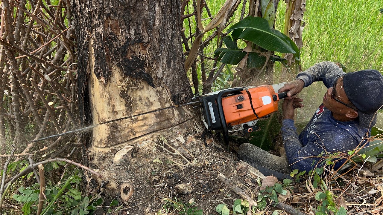 Black Sweet... Cut down 2 old trees in the rice field ‼️ - YouTube
