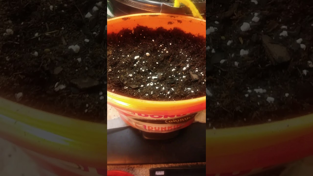 C4 auto and white Widow