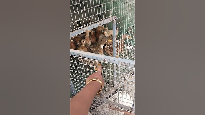 My duck and eggs 😁... raising ducks at home... I laid some eggs today