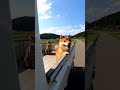 そんなに乗り出したら危ないニャン!軽トラックの荷台に乗っておでかけする柴犬と猫。