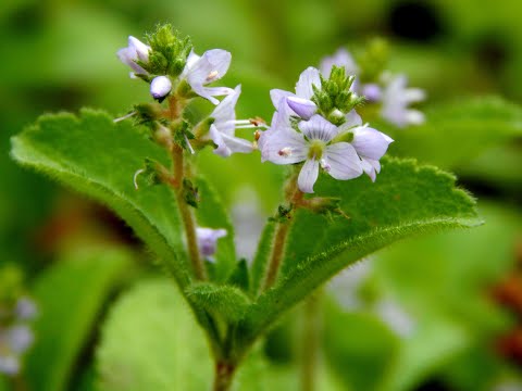 Video: Veronica Officinalis - Liečivé Vlastnosti, Výhody, Kontraindikácie