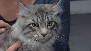 Хорошего кота много не бывает Международная выставка котов Хорошего кота много не бывает Международная выставка котов