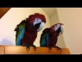 Sušení papoušků.  :-)