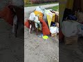 Dumpster diving, curbside junk, bulky waste compilation. Poland.