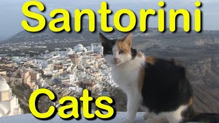 Santorini, Greece, Cats