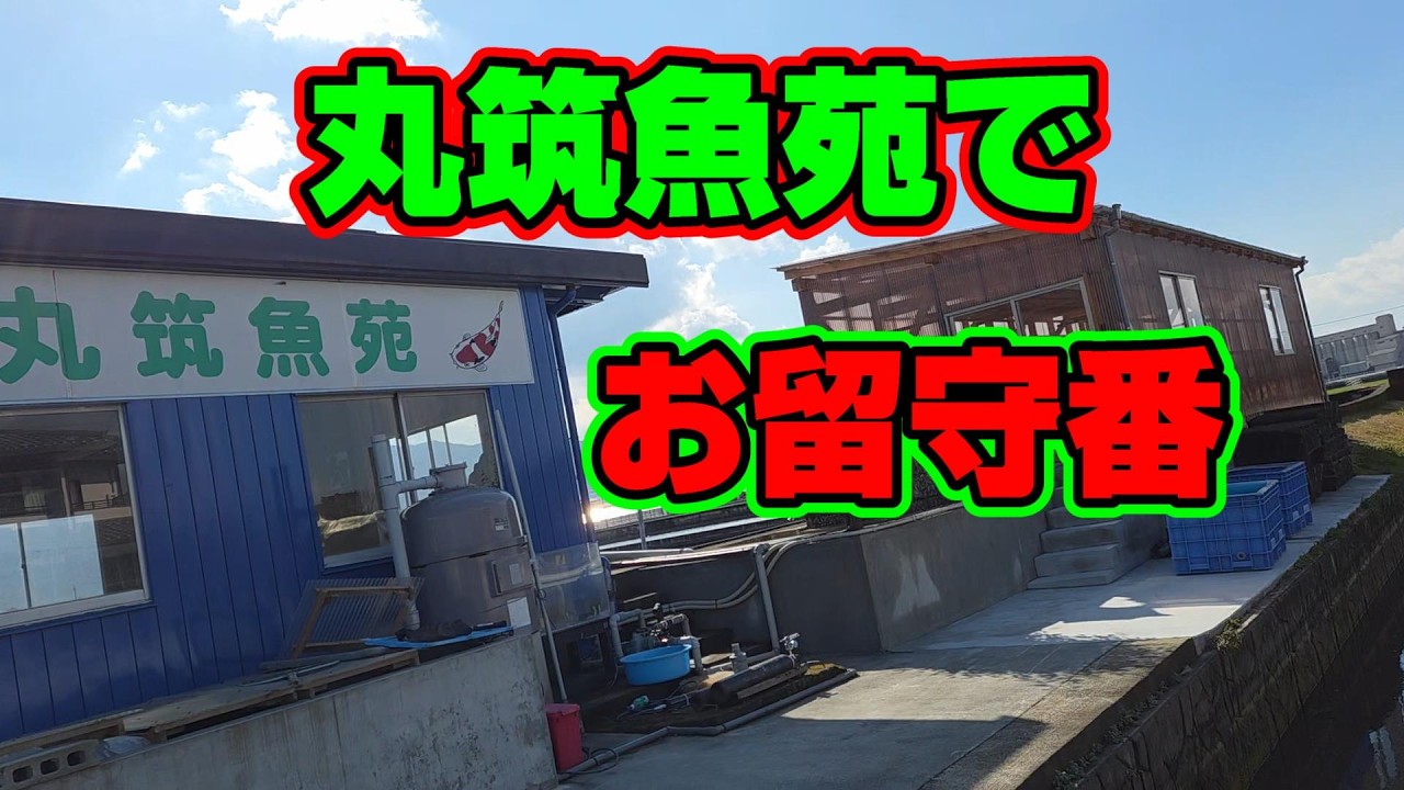 【汚池再生計画】福岡県久留米市『丸筑魚苑』さんで、お留守番‼#koifarm#koi#koipond＃丸筑魚苑＃丸筑紅白＃丸筑昭和＃泳ぐ宝石錦鯉