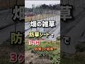 畑の雑草、防草シートで3ヶ月放置した結果…